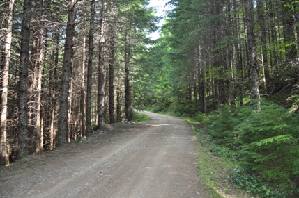 forest road