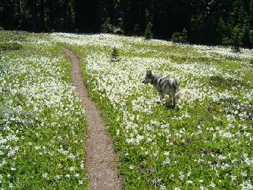 Clearwater wilderness trail