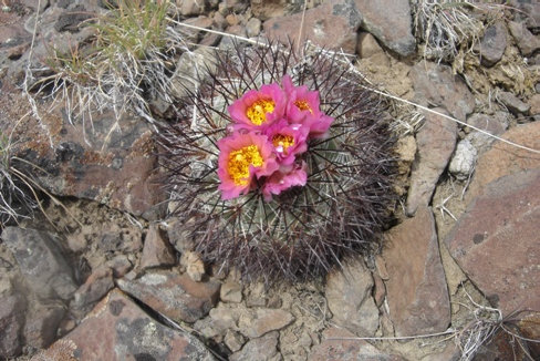 Hedgehog cactus 