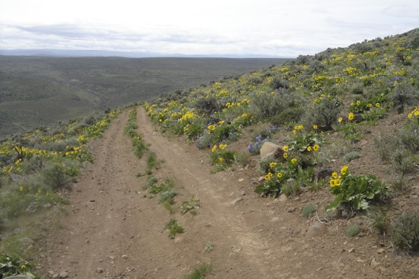 Road to Whiskey Dick Mtn.