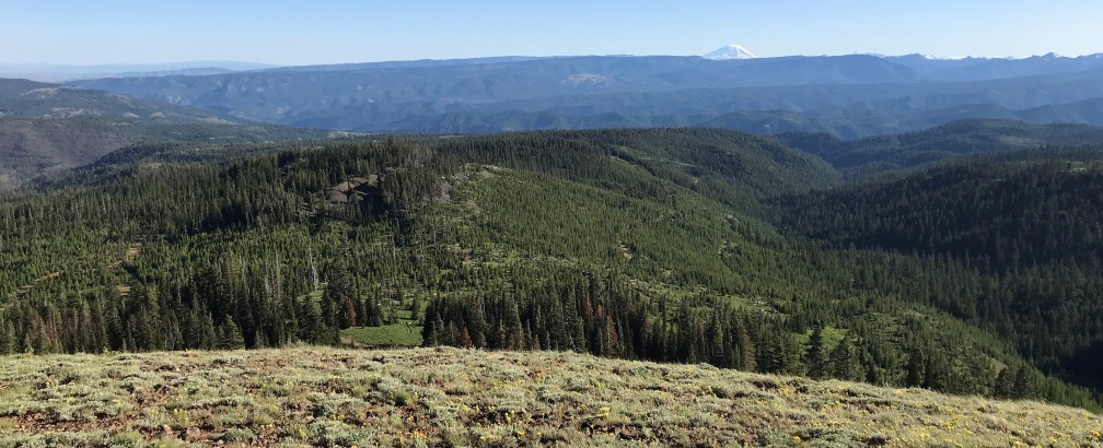 bald lookout