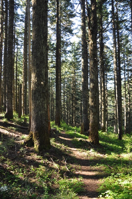 Big Huckleberry Trail