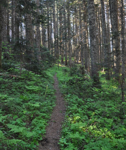 Huckleberry Trail