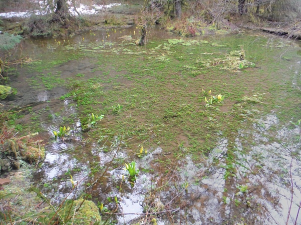 beaver ponds 