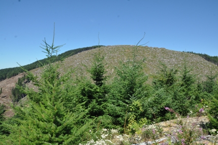 forested ridge 