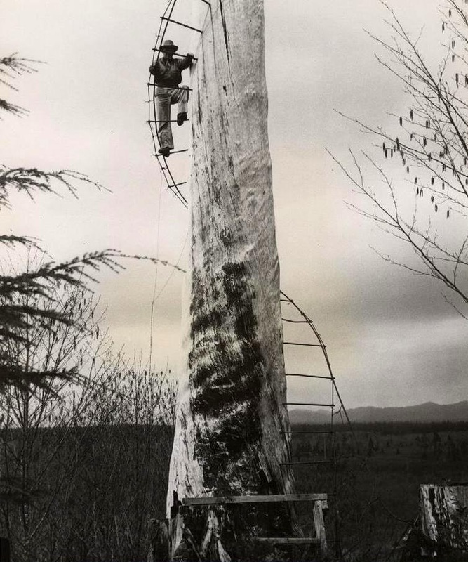 cook creek spar tree