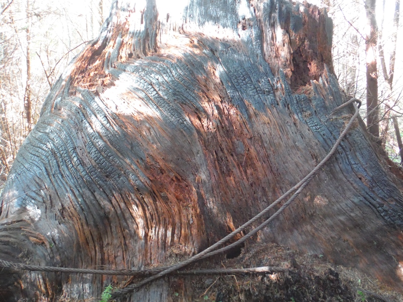 cook creek stump