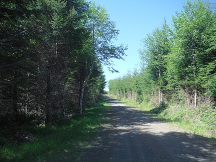 logging road