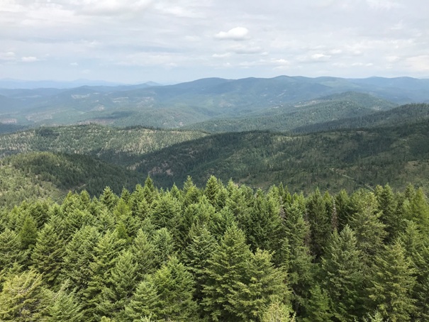 gold mountain