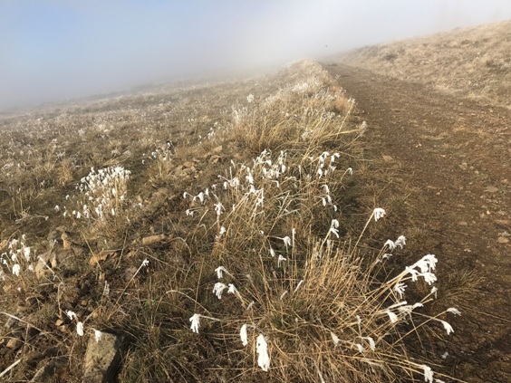 Ice flowers