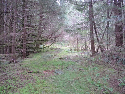 Abandoned road 