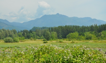 Riffe Lake