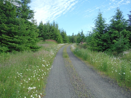 clemon tree farm