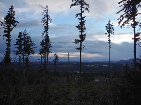 timber sale