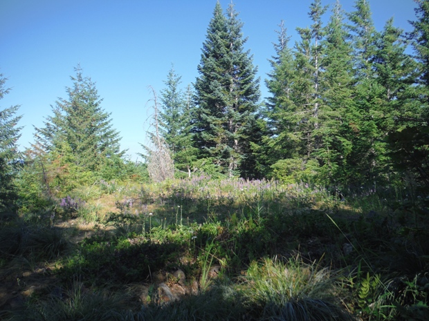 Lookout site 