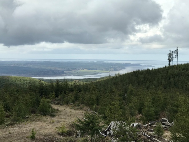 willapa river