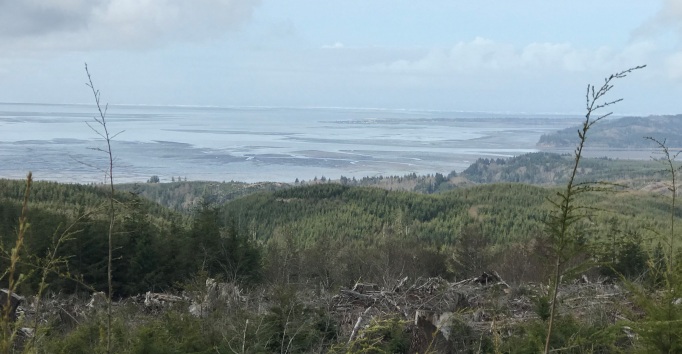 Willapa Bay 