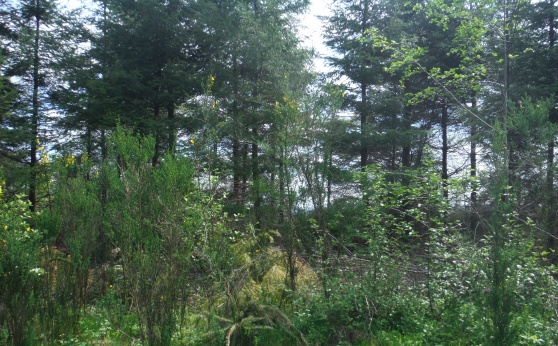 Trees 