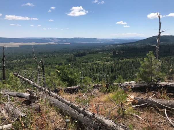 Camas Prairie