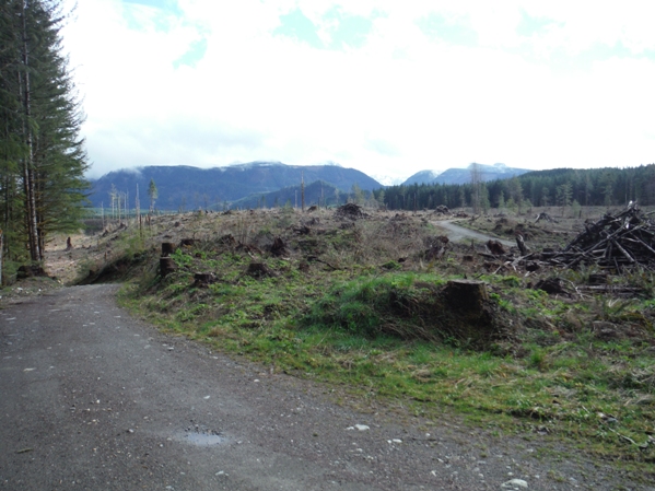 snoqualmie tree farm