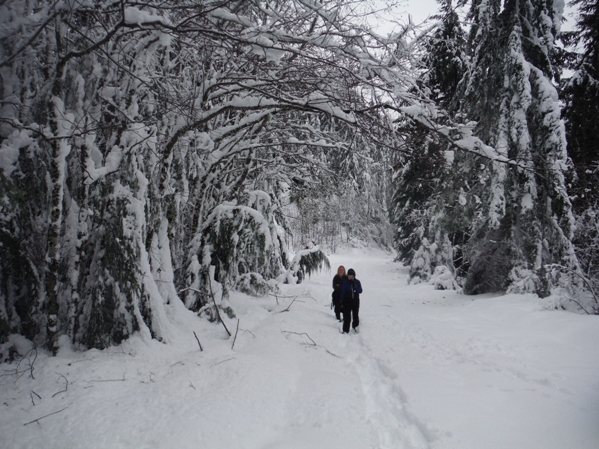 logging road