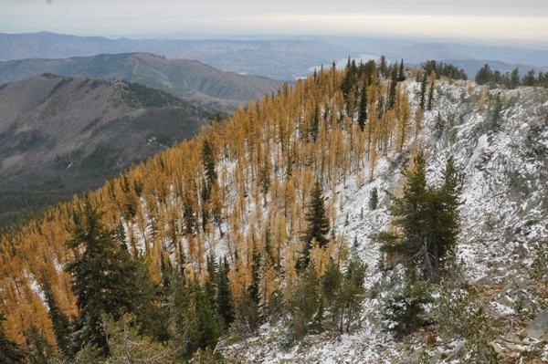 Larches 