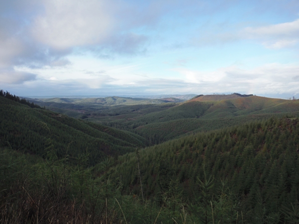 tree farm