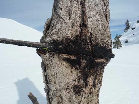 tree growth