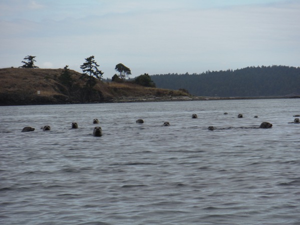 Wasp Islands