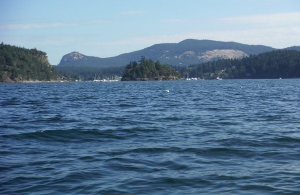 wasp islands