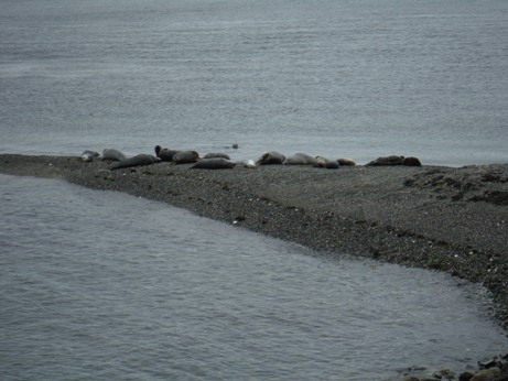Seals 