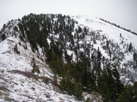 Box Elder Peak from saddle 