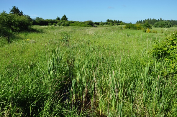 Redman Slough