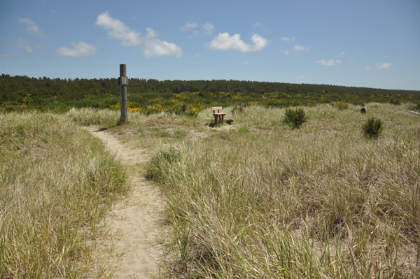 Grayland Beach trail