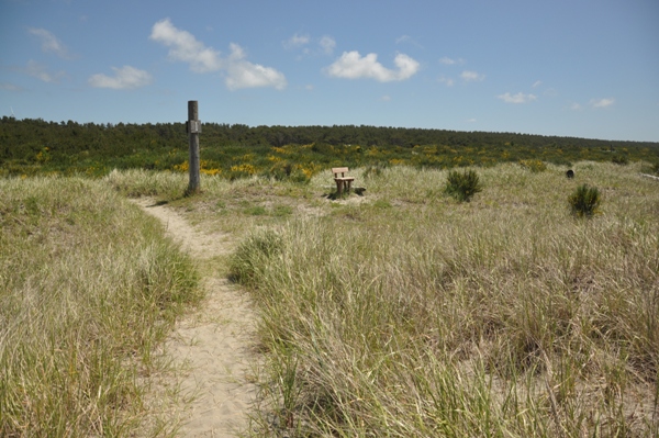 Grayland Beach trail