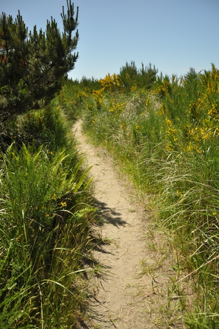 grayland beach trail