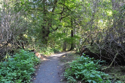 hiking whidbey island