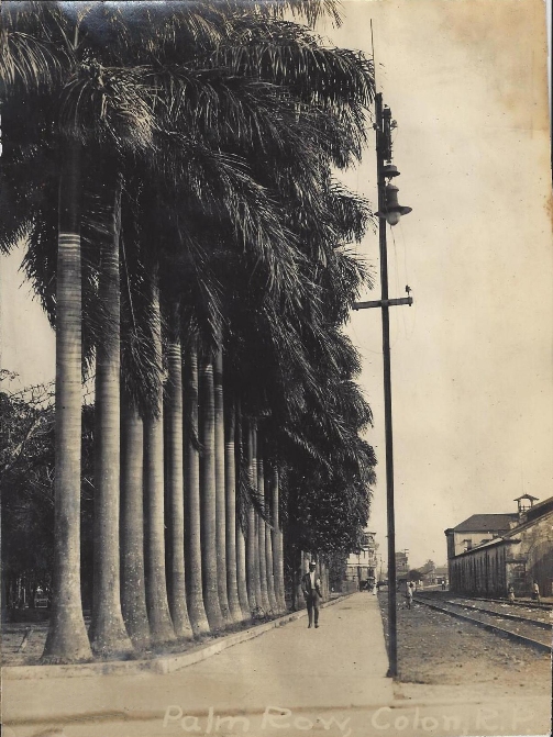 Palm Row