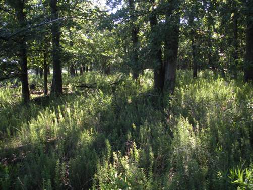 Terrain on Duck Island