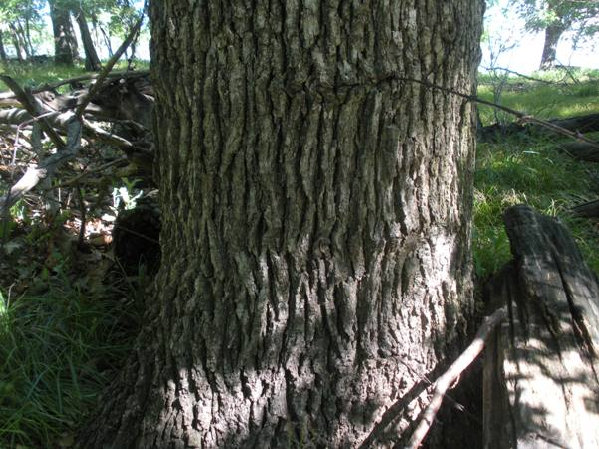 tree on duck island