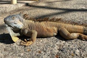 Roatan