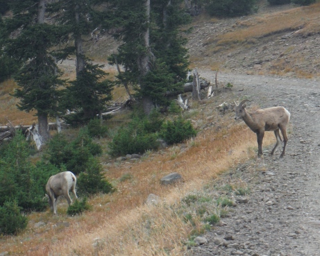 Bighorn Sheep