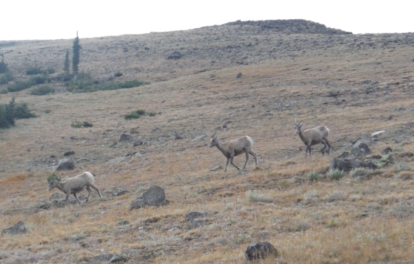 Bighorn Sheep