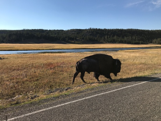 buffalo