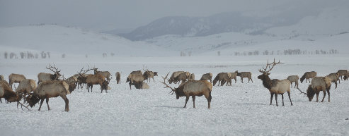 National Elk Refuge 