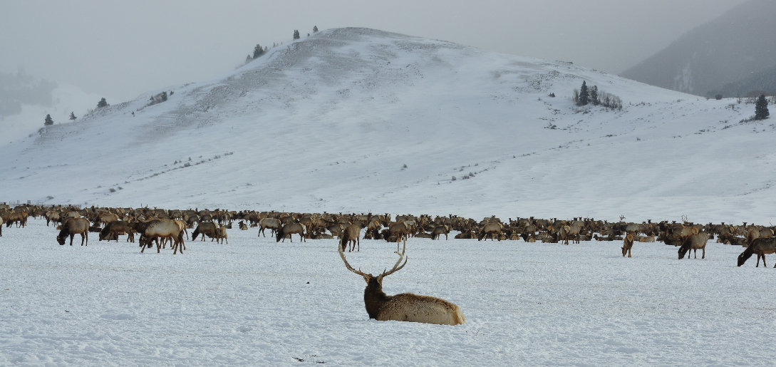 National Elk Refuge 