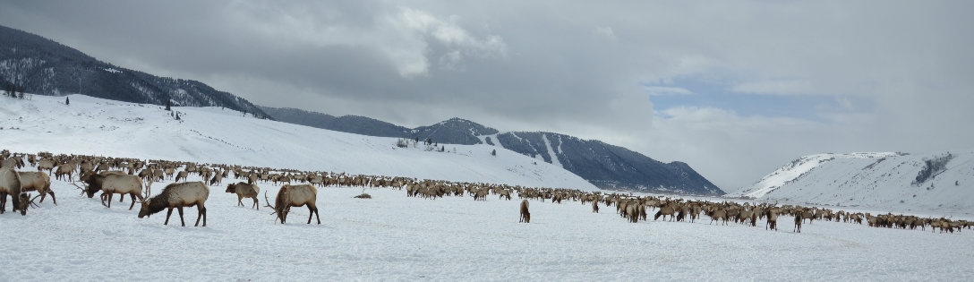 National Elk Refuge 