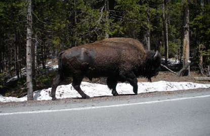 Buffalo in Yellowstone