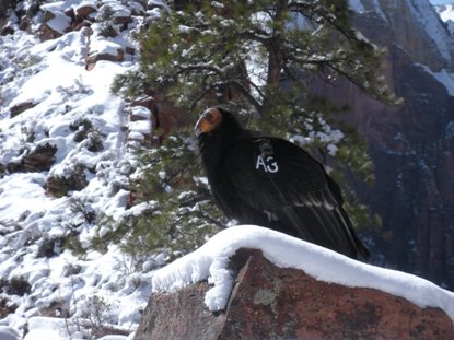 California Condor 