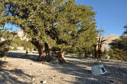Bristlecone Pines 